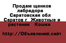 Продам щенков лабрадора - Саратовская обл., Саратов г. Животные и растения » Кошки   